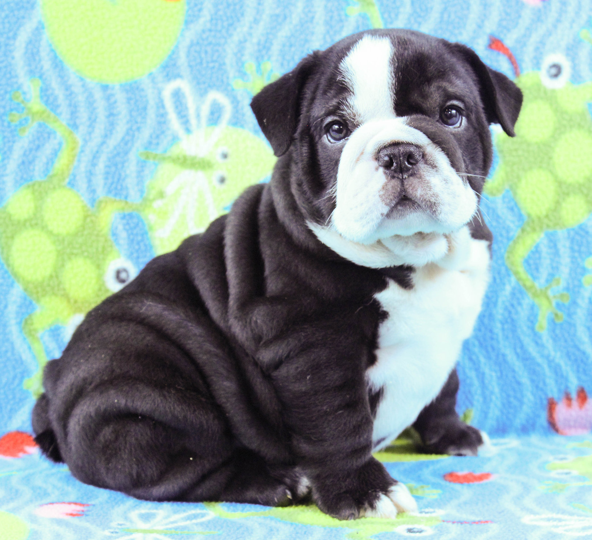 Home of the Smaller AKC English Bulldog Puppies - Newbies