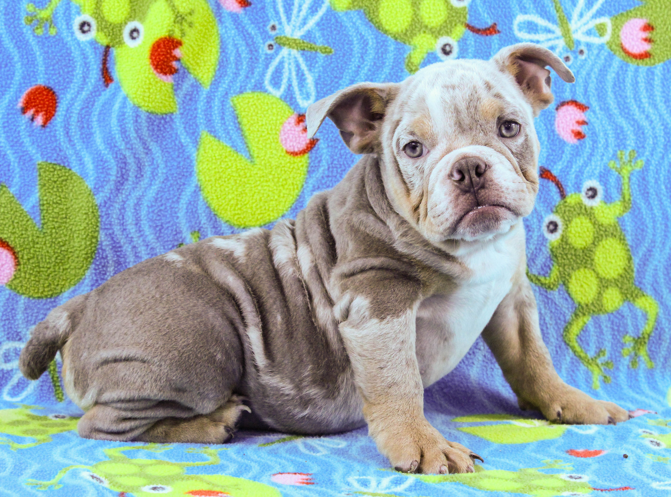 Home of the Smaller AKC English Bulldog Puppies - Newbies