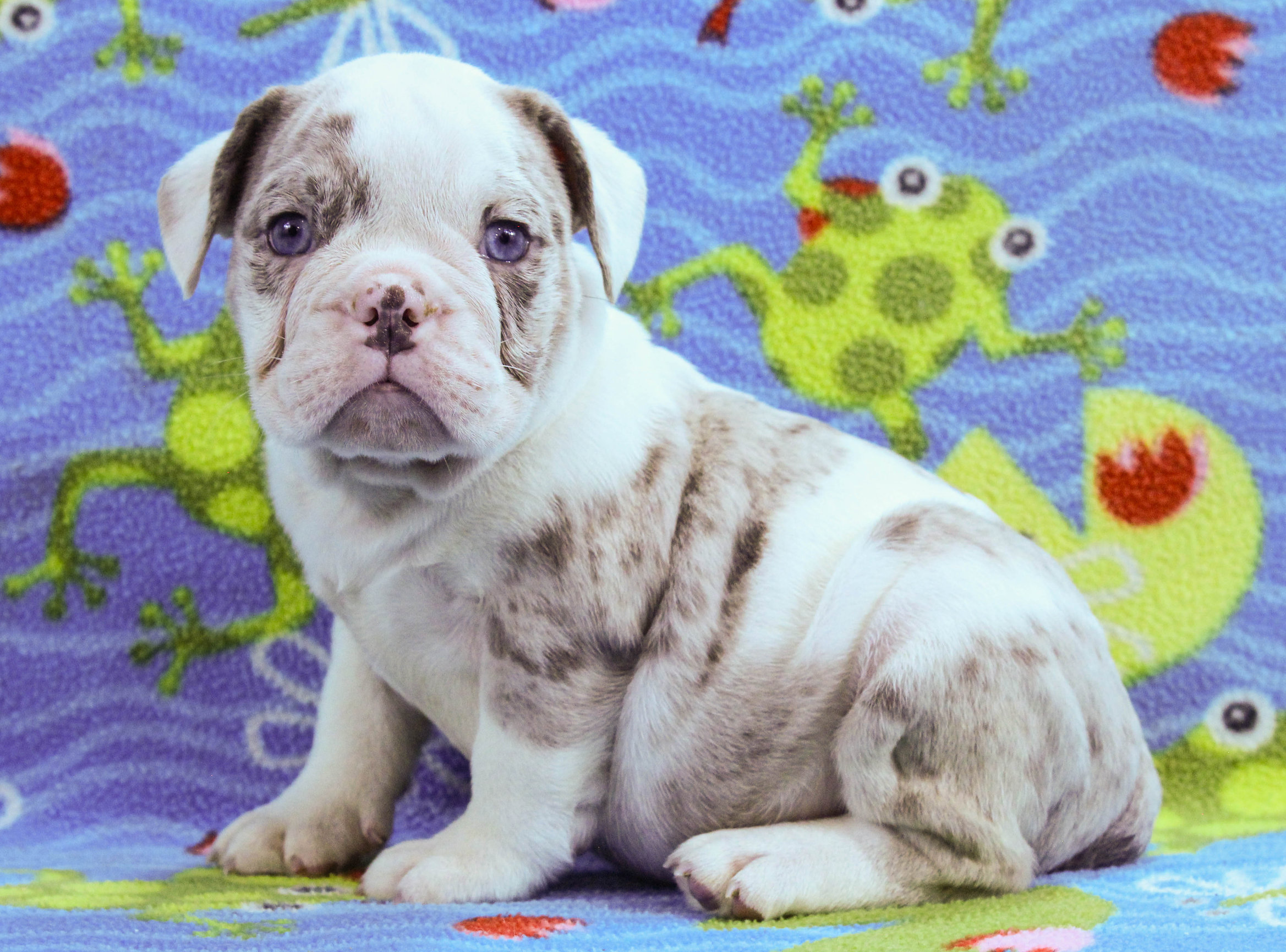 Home of the Smaller AKC English Bulldog Puppies - Newbies