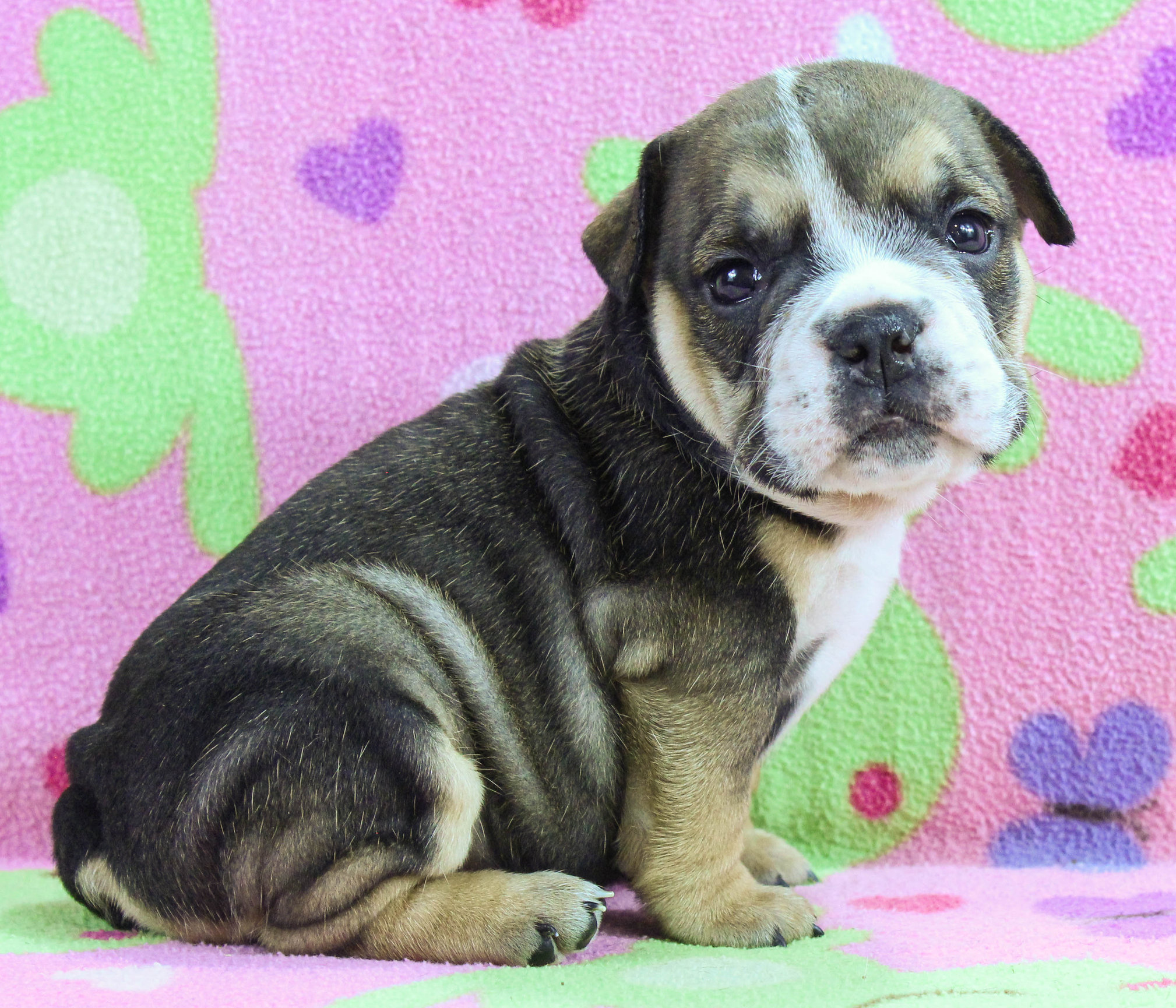 Home of the Smaller AKC English Bulldog Puppies - Newbies
