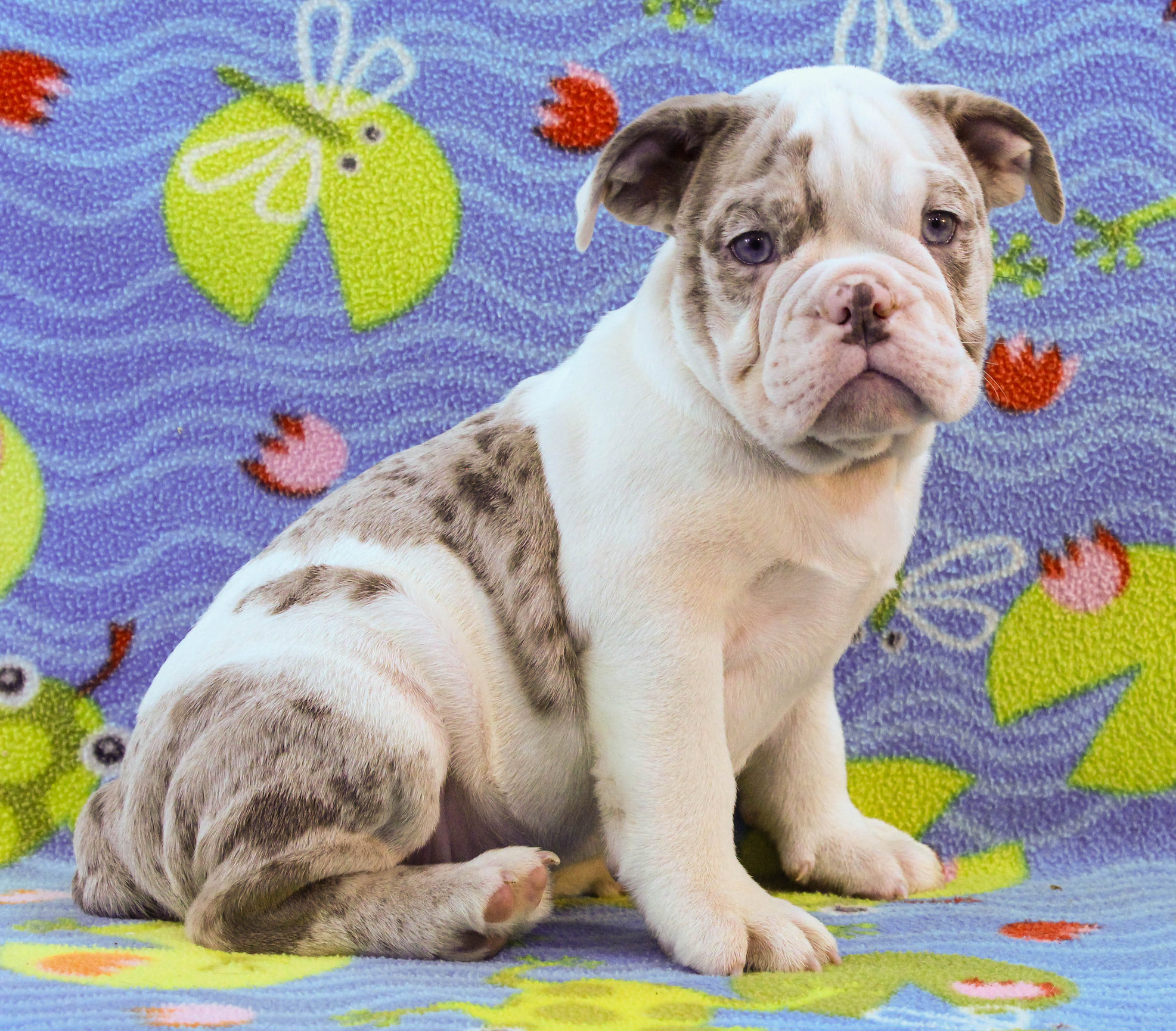 Home of the Smaller AKC English Bulldog Puppies - Newbies