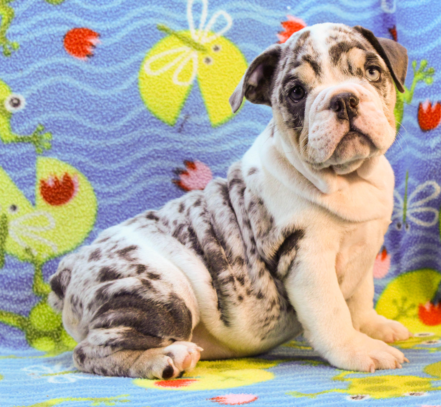 Home of the Smaller AKC English Bulldog Puppies - Newbies