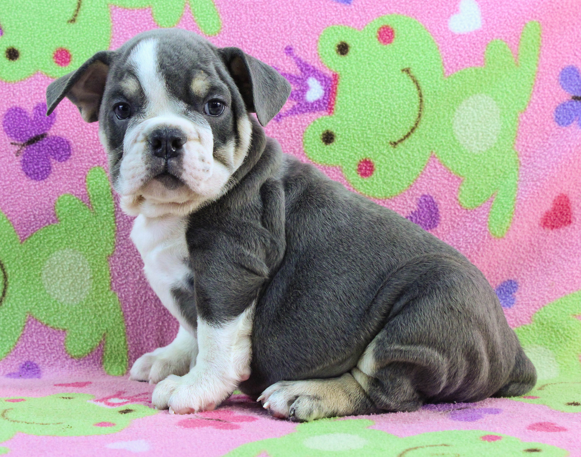 Home of the Smaller AKC English Bulldog Puppies - Newbies