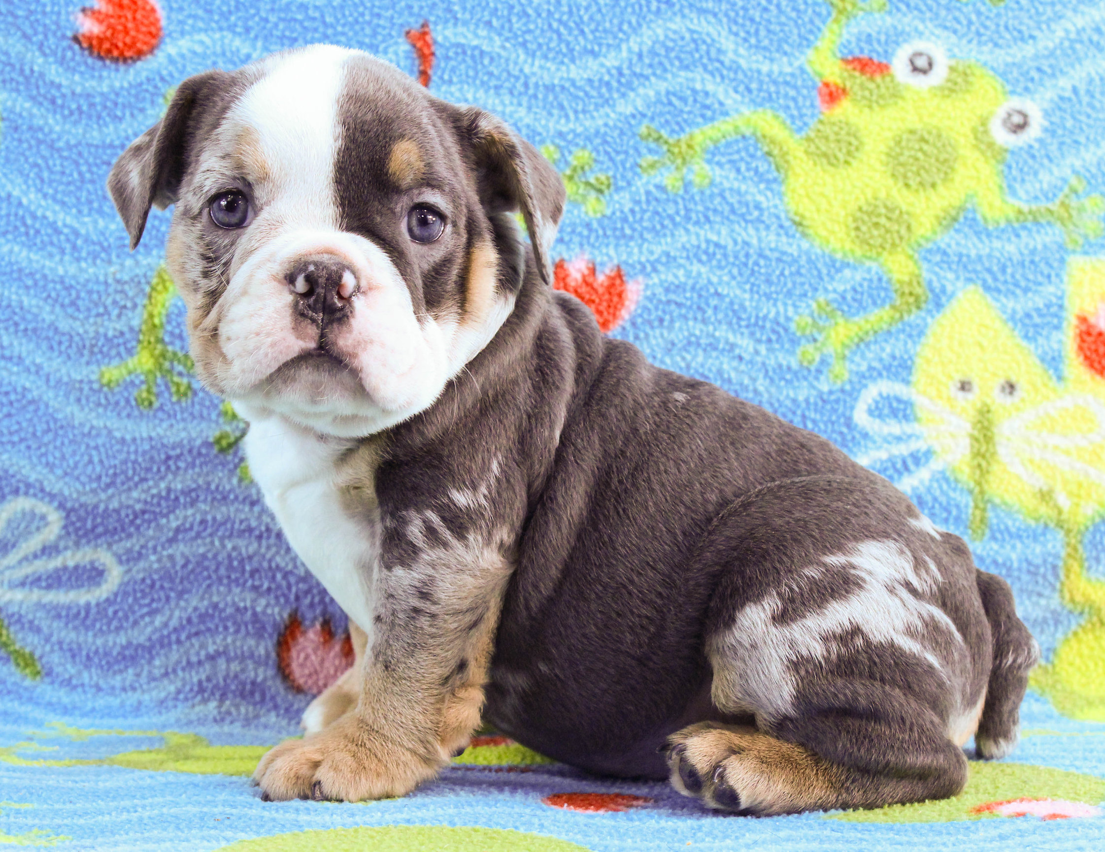 Home of the Smaller AKC English Bulldog Puppies - Newbies