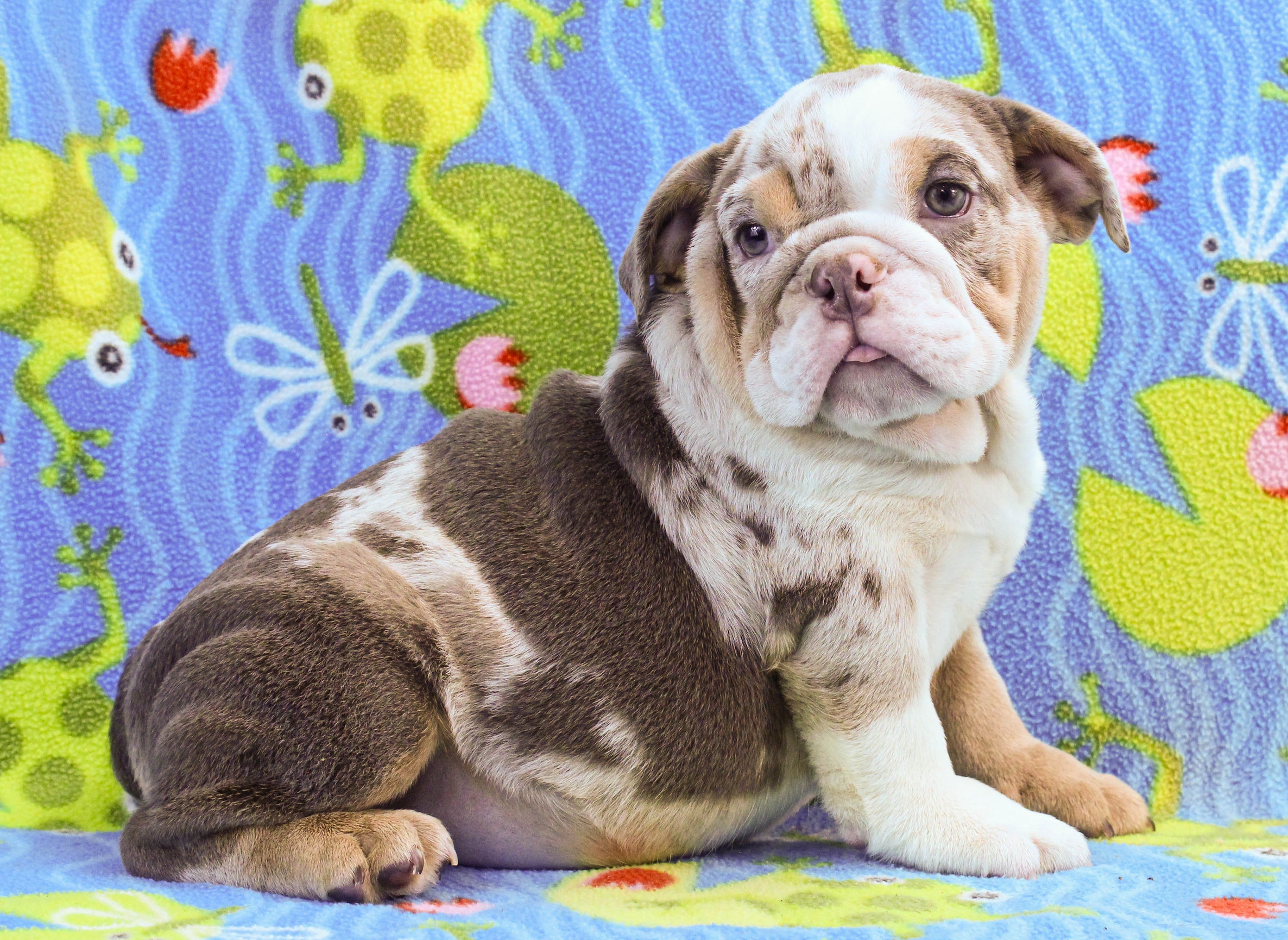 Home of the Smaller AKC English Bulldog Puppies - Newbies