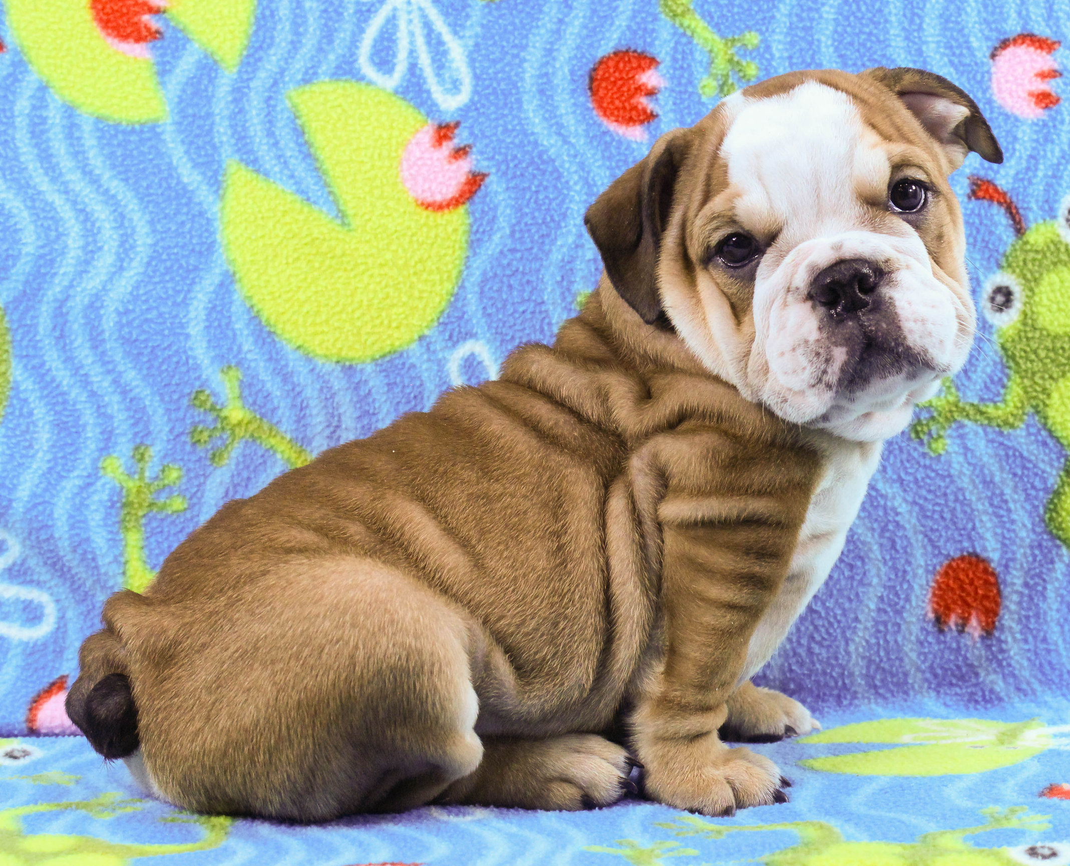 Home of the Smaller AKC English Bulldog Puppies - Newbies