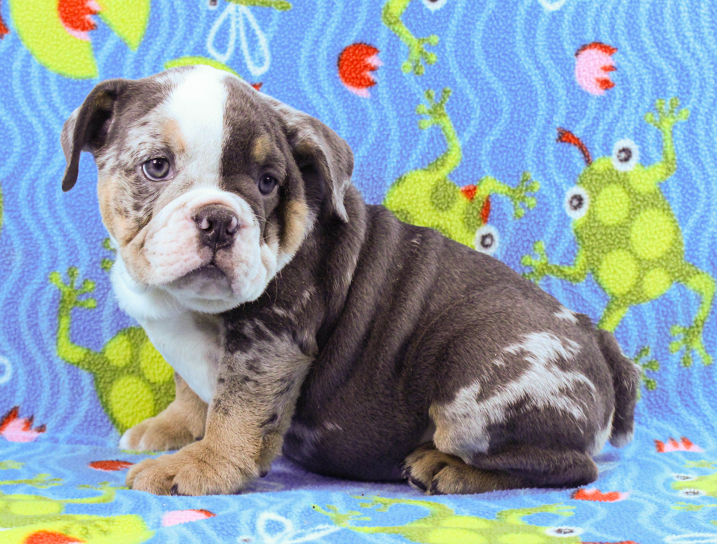 Home of the Smaller AKC English Bulldog Puppies - Newbies