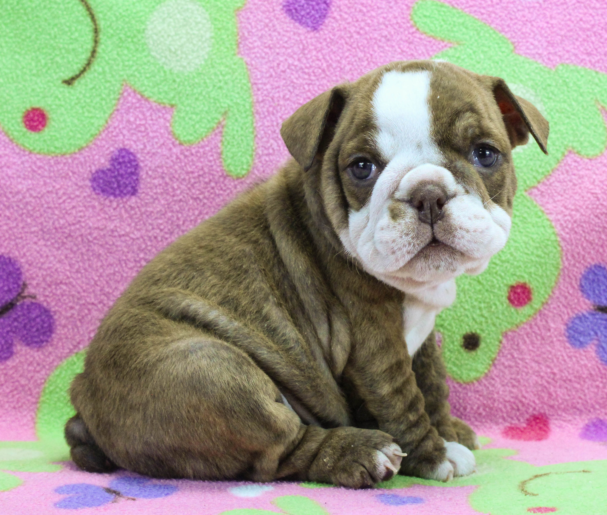 Home of the Smaller AKC English Bulldog Puppies - Newbies