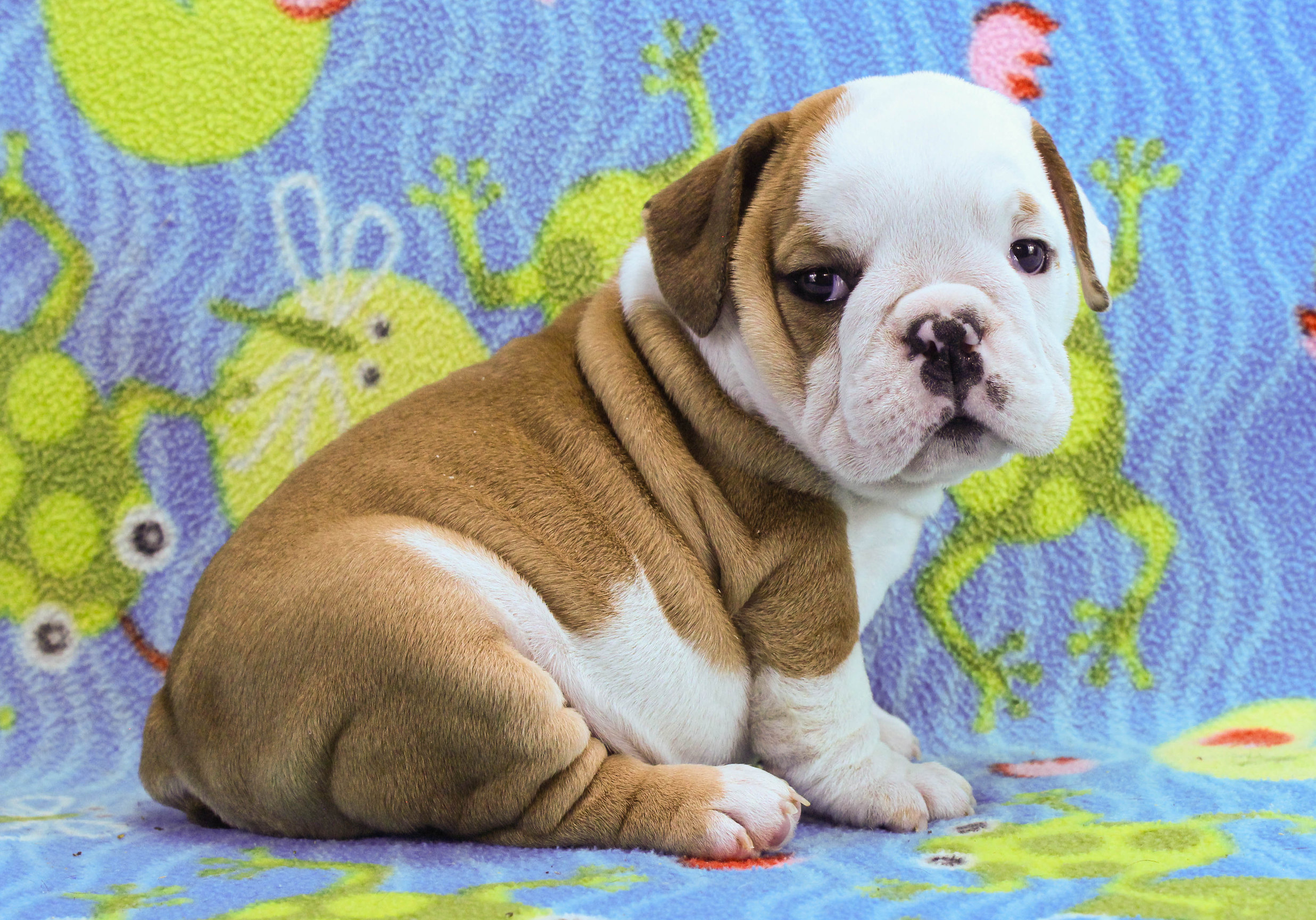 Home of the Smaller AKC English Bulldog Puppies - Newbies
