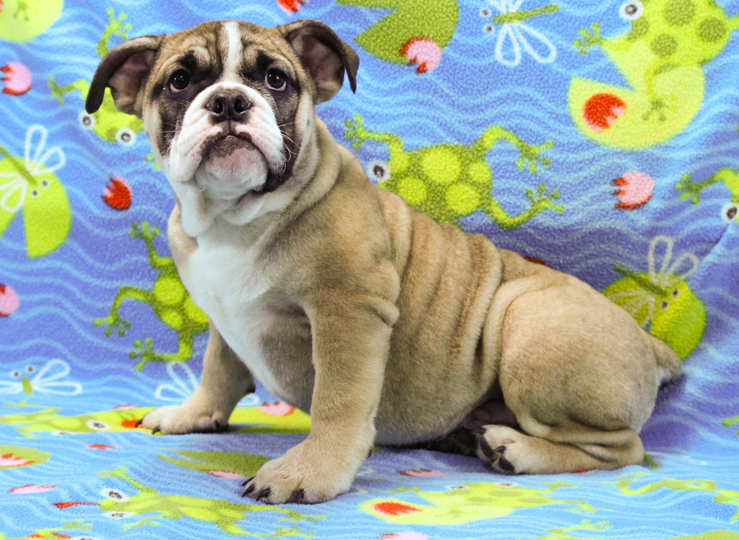 Home of the Smaller AKC English Bulldog Puppies - Newbies