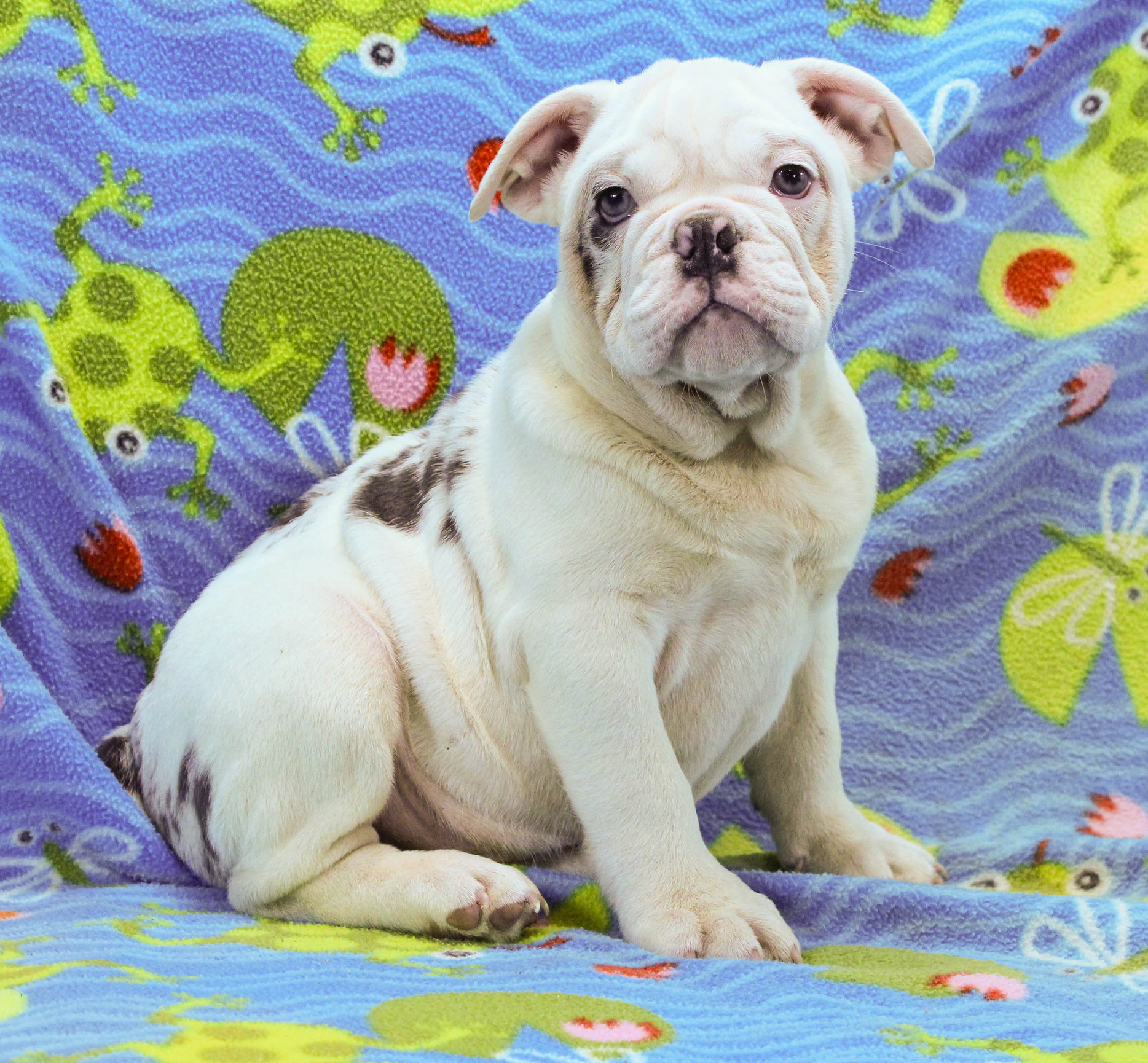 Home of the Smaller AKC English Bulldog Puppies - Newbies