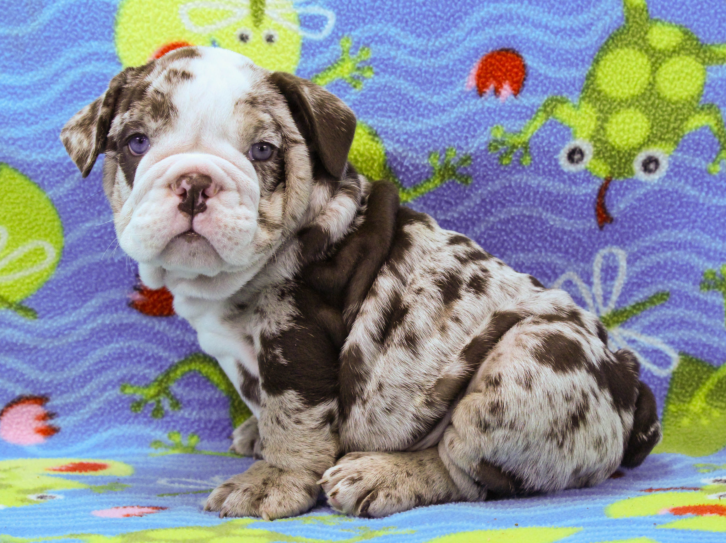 Home of the Smaller AKC English Bulldog Puppies - Newbies