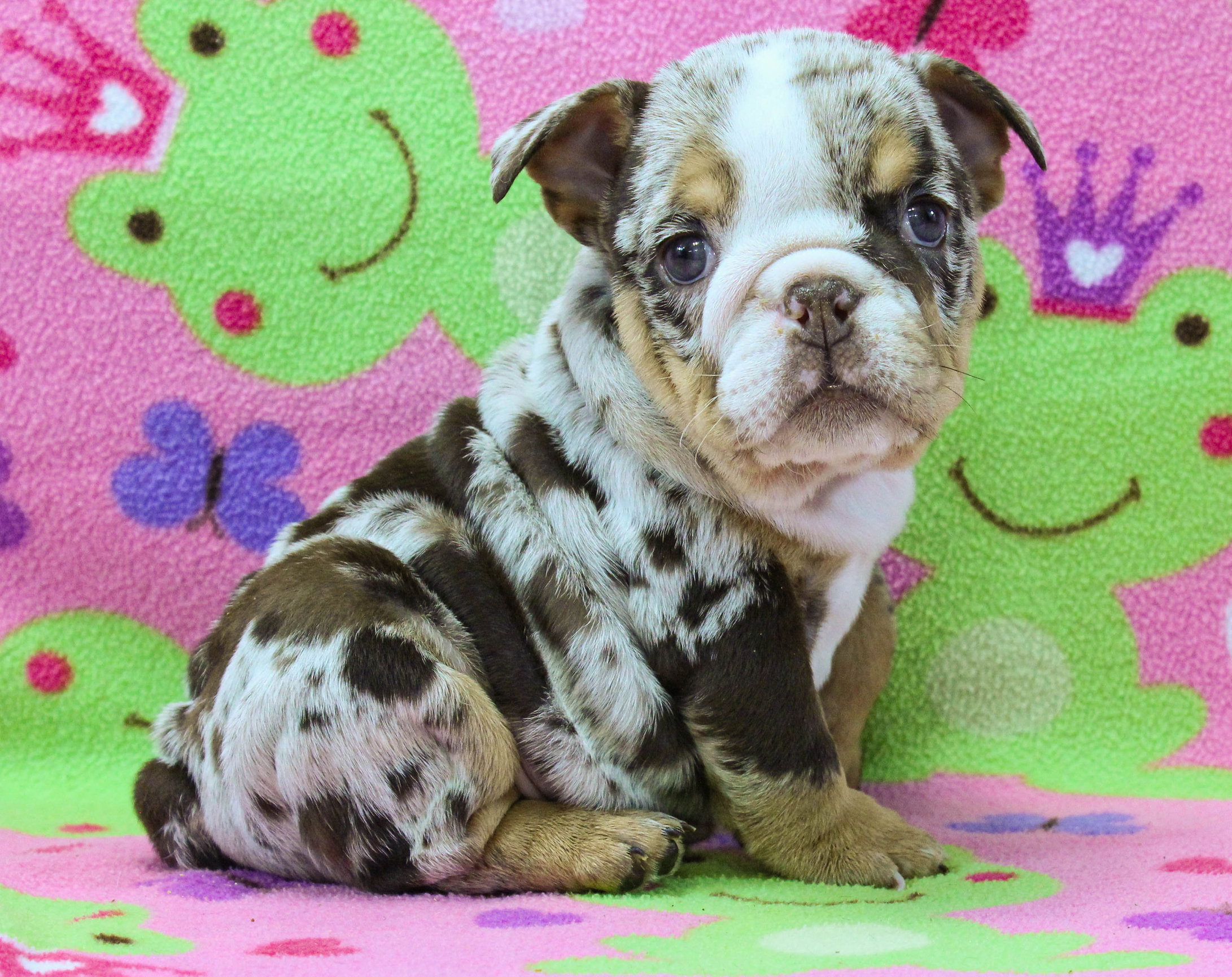 Home of the Smaller AKC English Bulldog Puppies - Newbies