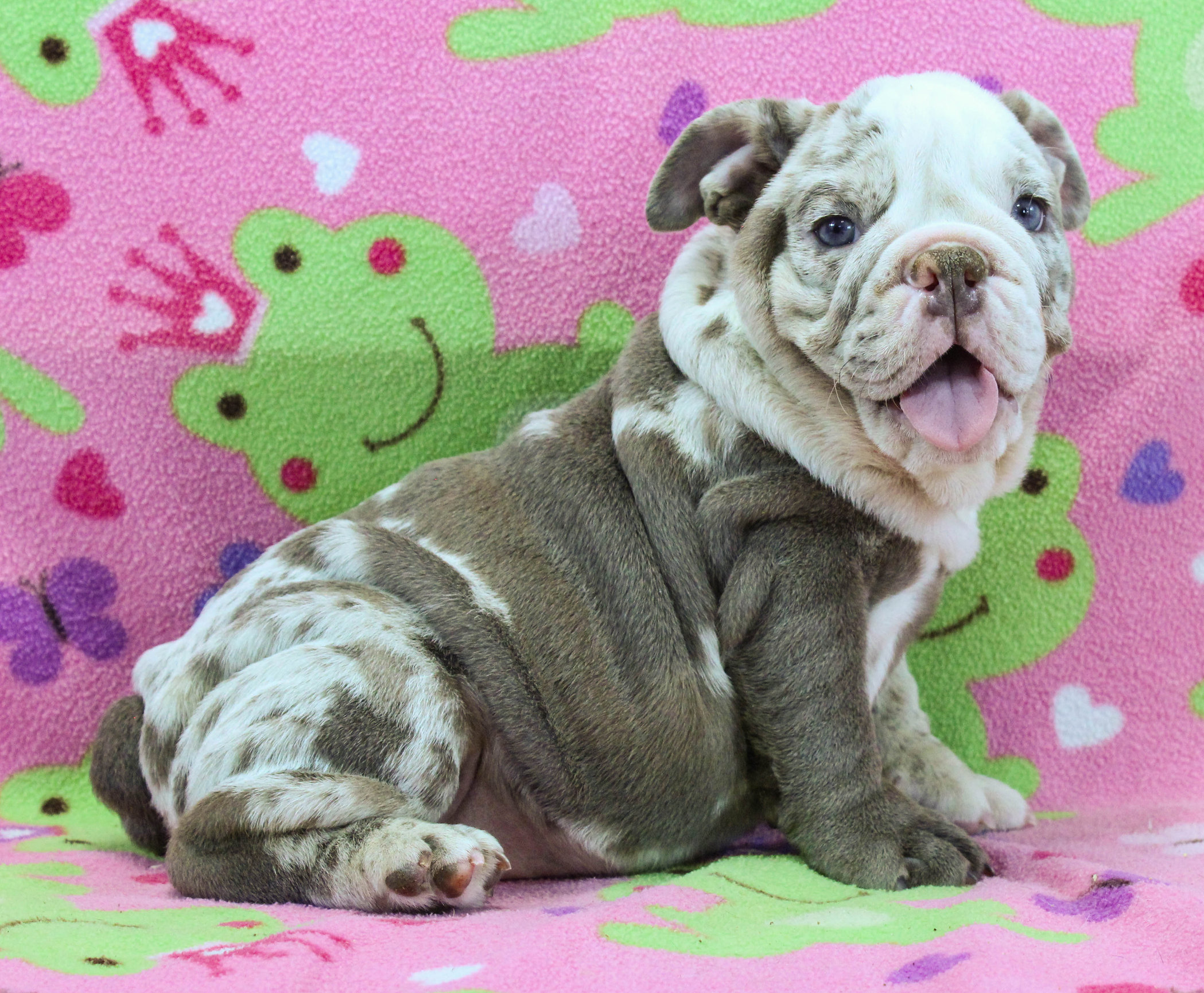 Home of the Smaller AKC English Bulldog Puppies - Newbies