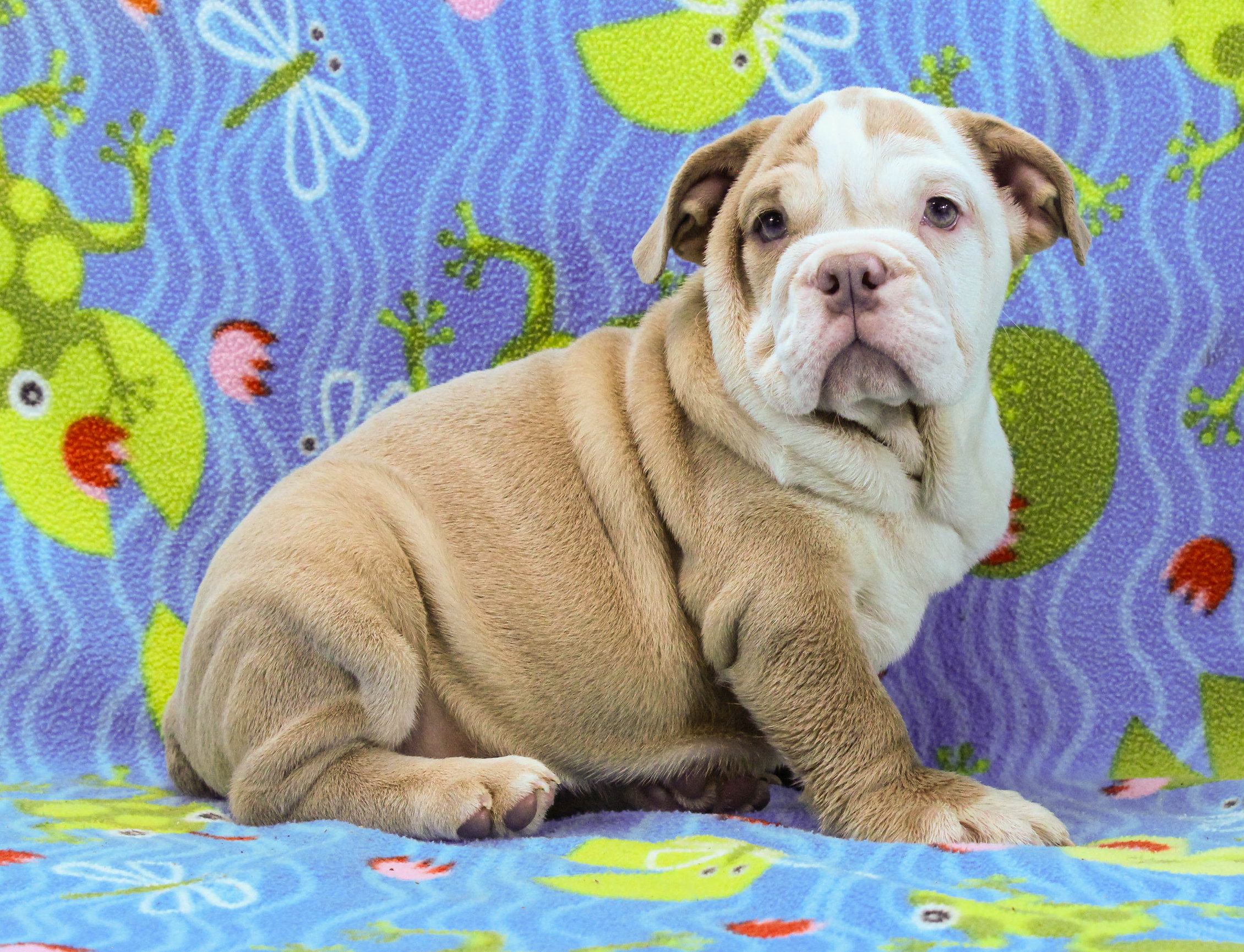 Home of the Smaller AKC English Bulldog Puppies - Newbies