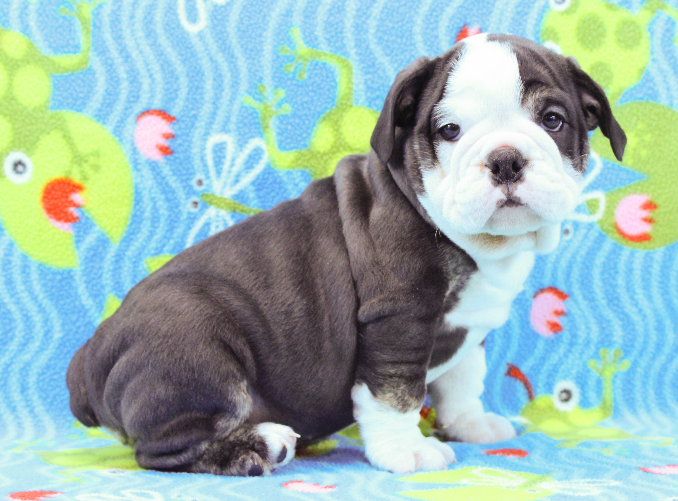 Home of the Smaller AKC English Bulldog Puppies - Newbies