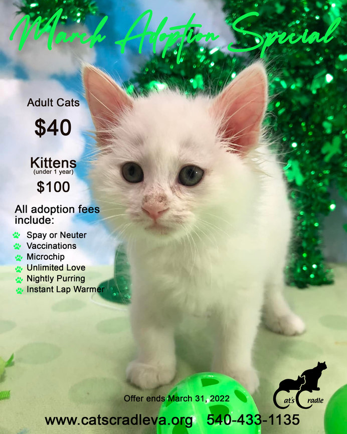 Cat's Cradle Animal Rescue Harrisonburg, VA