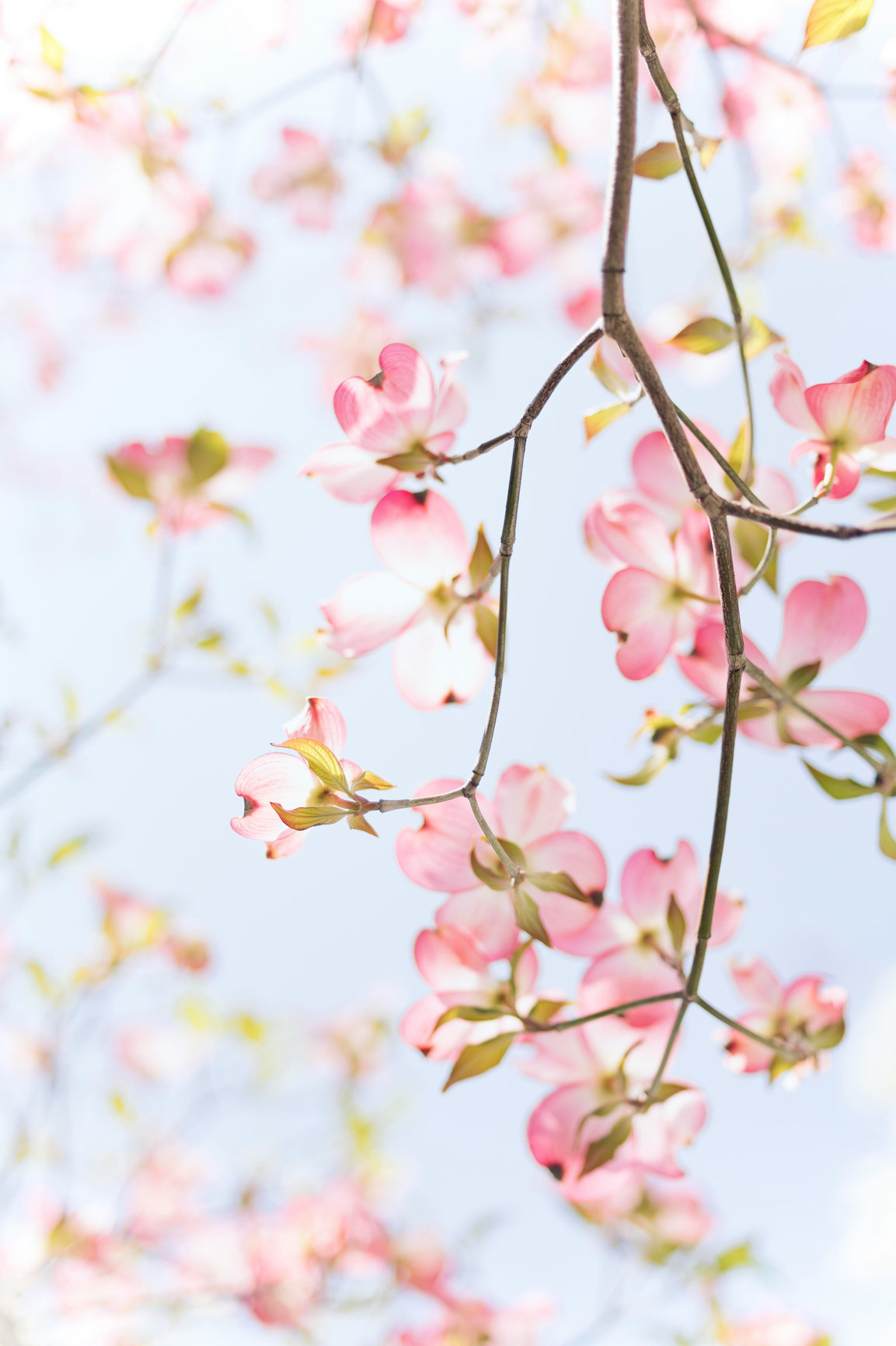 Pink cherry blossoms on thin branches against a soft blue sky