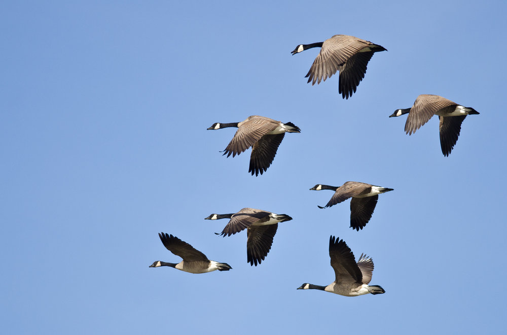 Canada goose discount diseases